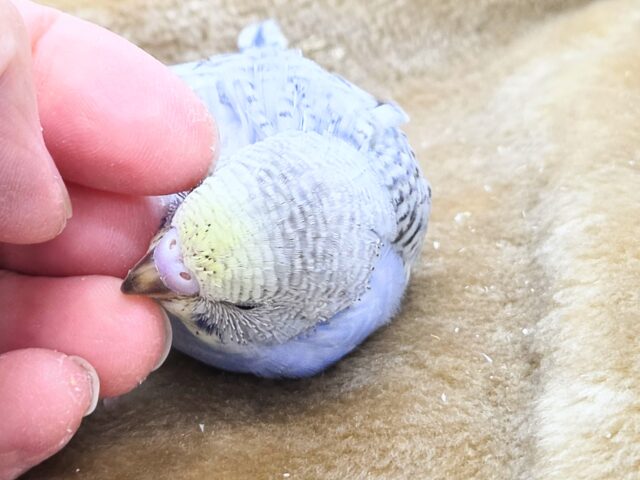 最新画像になります☆気ままさに、クスッと~~♪ セキセイインコ YFバイレットスパングル~~ セキセイインコ