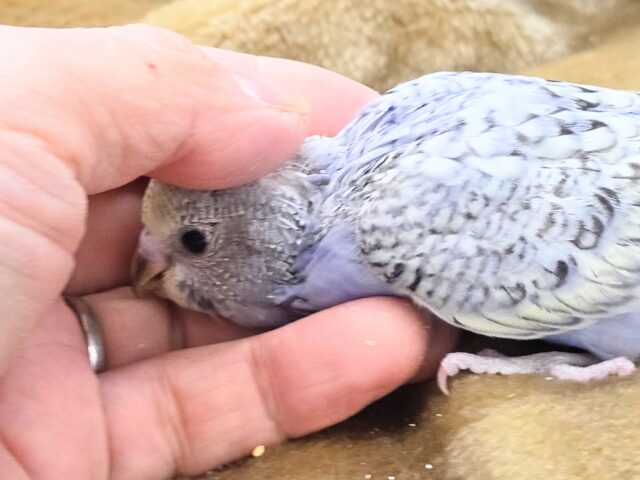 最新画像になります☆気ままさに、クスッと~~♪ セキセイインコ YFバイレットスパングル~~ セキセイインコ