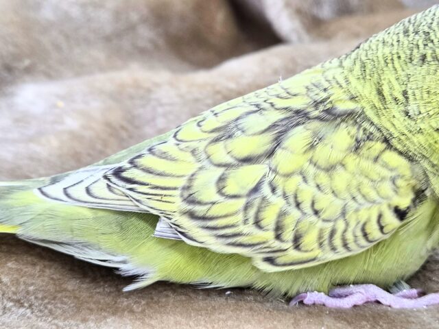 最新画像になります☆小顔マッサージ、は効きません♨ ジャンボセキセイインコ スパングル~~ ジャンボセキセイインコ