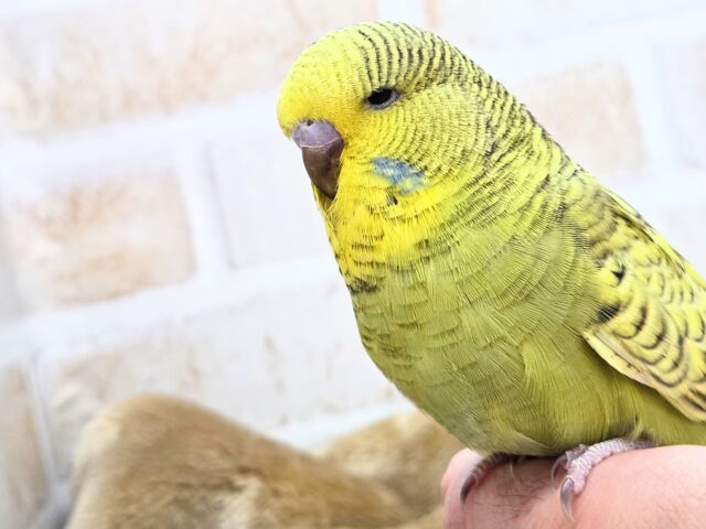 最新画像になります☆小顔マッサージ、は効きません♨ ジャンボセキセイインコ スパングル~~ ジャンボセキセイインコ