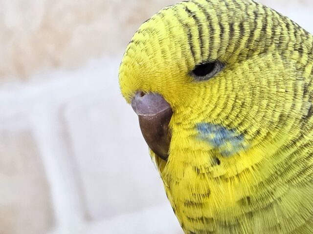最新画像になります☆小顔マッサージ、は効きません♨ ジャンボセキセイインコ スパングル~~ ジャンボセキセイインコ