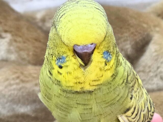 最新画像になります☆小顔マッサージ、は効きません♨ ジャンボセキセイインコ スパングル~~ ジャンボセキセイインコ