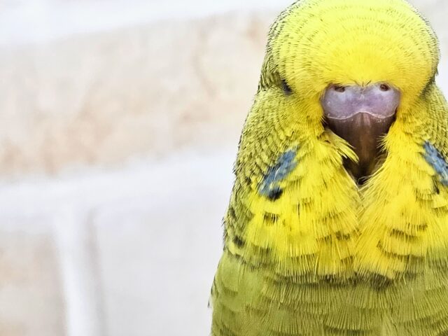 最新画像になります☆小顔マッサージ、は効きません♨ ジャンボセキセイインコ スパングル~~ ジャンボセキセイインコ
