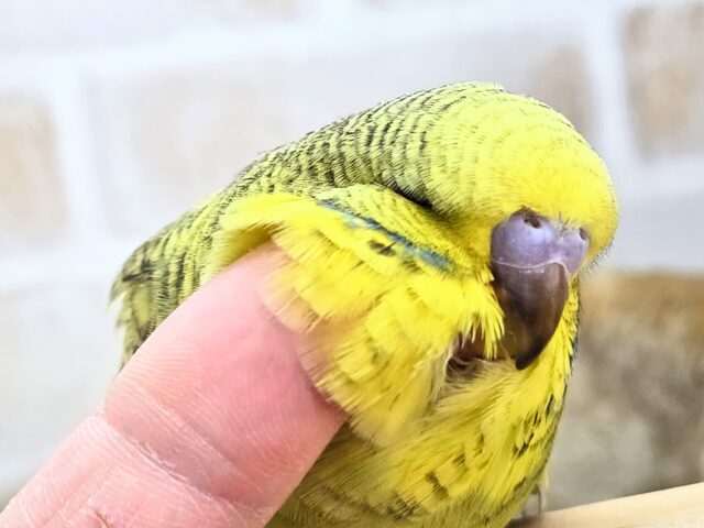 最新画像になります☆小顔マッサージ、は効きません♨ ジャンボセキセイインコ スパングル~~ ジャンボセキセイインコ