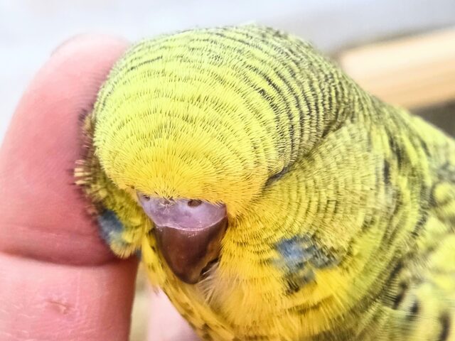 最新画像になります☆小顔マッサージ、は効きません♨ ジャンボセキセイインコ スパングル~~ ジャンボセキセイインコ