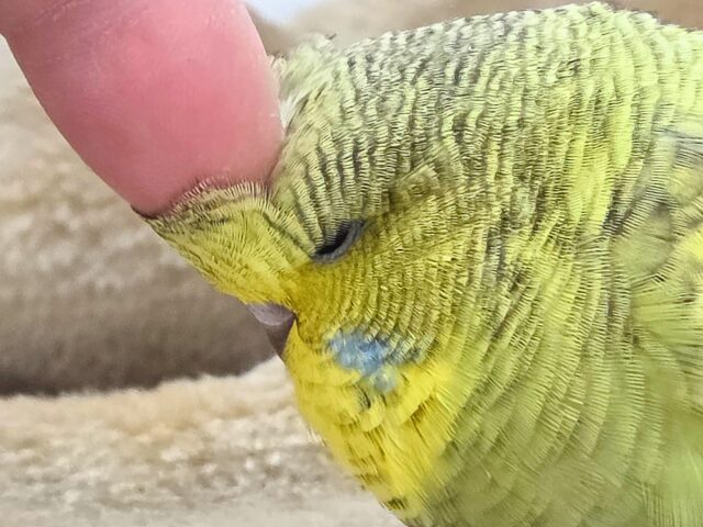 最新画像になります☆小顔マッサージ、は効きません♨ ジャンボセキセイインコ スパングル~~ ジャンボセキセイインコ
