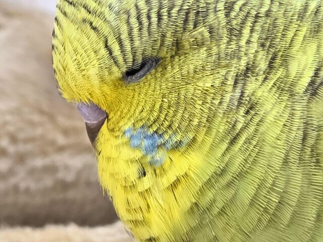 最新画像になります☆小顔マッサージ、は効きません♨ ジャンボセキセイインコ スパングル~~ ジャンボセキセイインコ