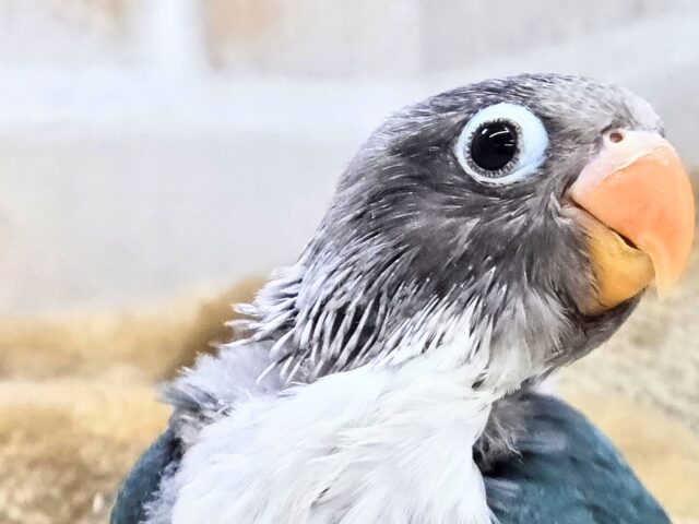 最新画像になります☆おめめがあったらミラクル~♪👀💙✨ ボタンインコ(ブルー) ブルーボタンインコ