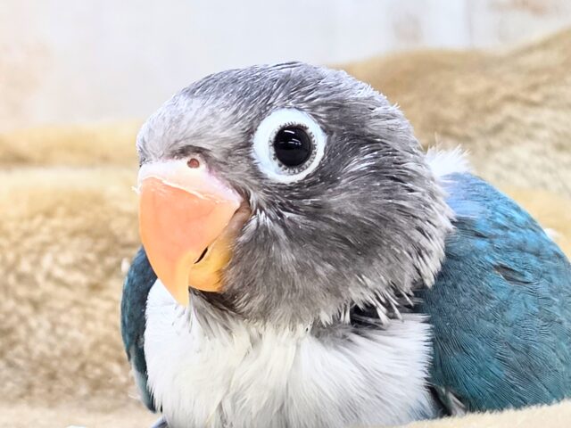 最新画像になります☆おめめがあったらミラクル~♪👀💙✨ ボタンインコ(ブルー) ブルーボタンインコ