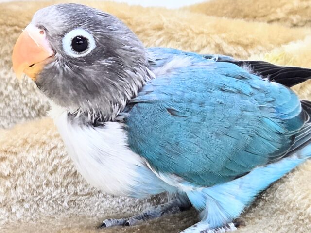 最新画像になります☆おめめがあったらミラクル~♪👀💙✨ ボタンインコ(ブルー) ブルーボタンインコ