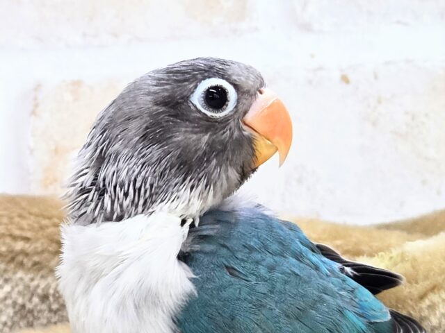 最新画像になります☆おめめがあったらミラクル~♪👀💙✨ ボタンインコ(ブルー) ブルーボタンインコ