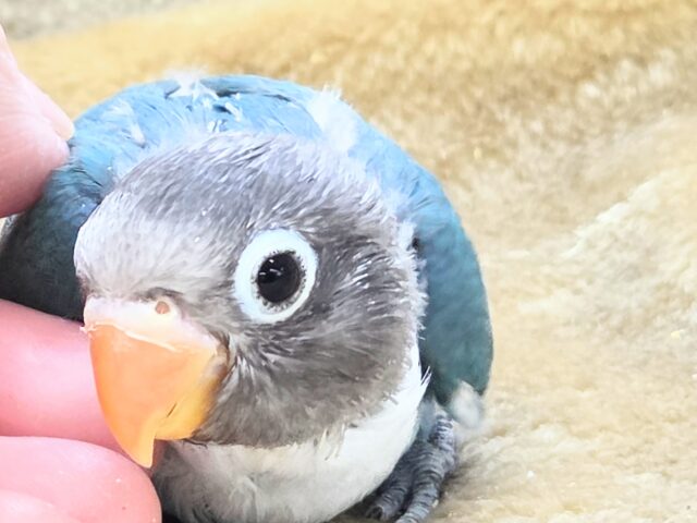 最新画像になります☆おめめがあったらミラクル~♪👀💙✨ ボタンインコ(ブルー) ブルーボタンインコ
