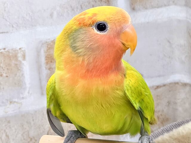 最新画像になります☆キレイなライトグリーン💚✨ コザクラインコ(オパーリンタイガー) コザクラインコ(小桜インコ)
