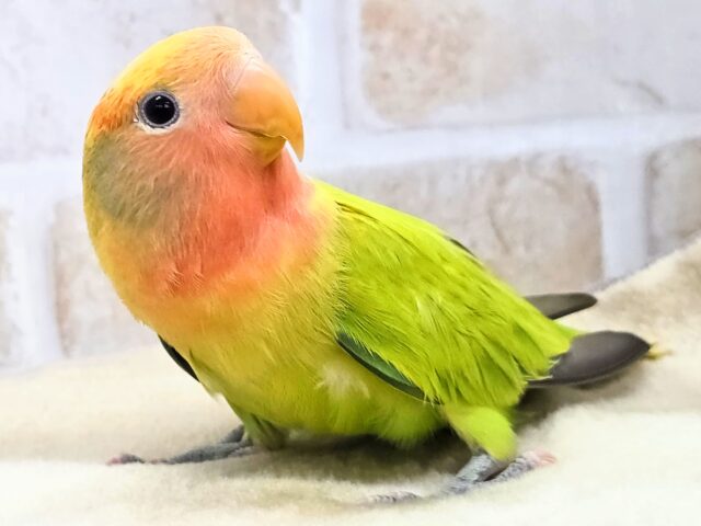 最新画像になります☆キレイなライトグリーン💚✨ コザクラインコ(オパーリンタイガー) コザクラインコ(小桜インコ)