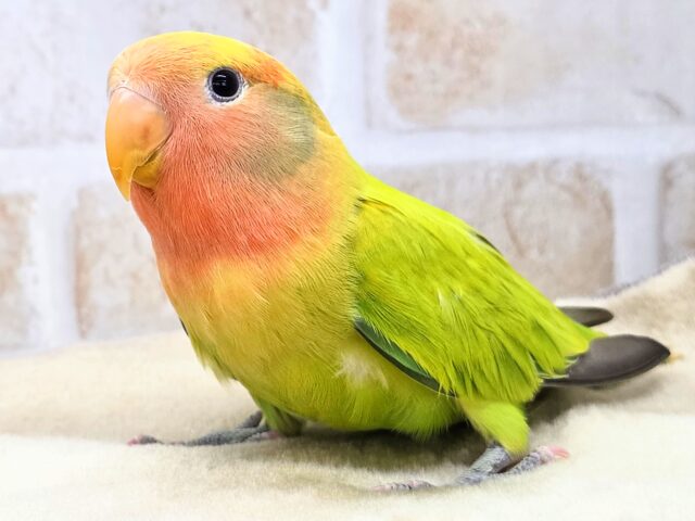最新画像になります☆キレイなライトグリーン💚✨ コザクラインコ(オパーリンタイガー) コザクラインコ(小桜インコ)