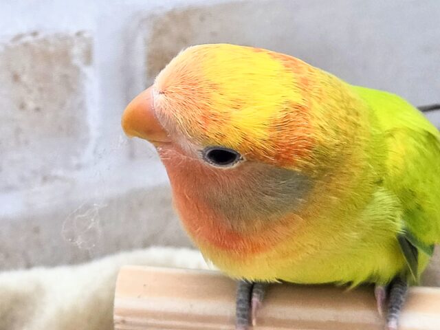 最新画像になります☆キレイなライトグリーン💚✨ コザクラインコ(オパーリンタイガー) コザクラインコ(小桜インコ)