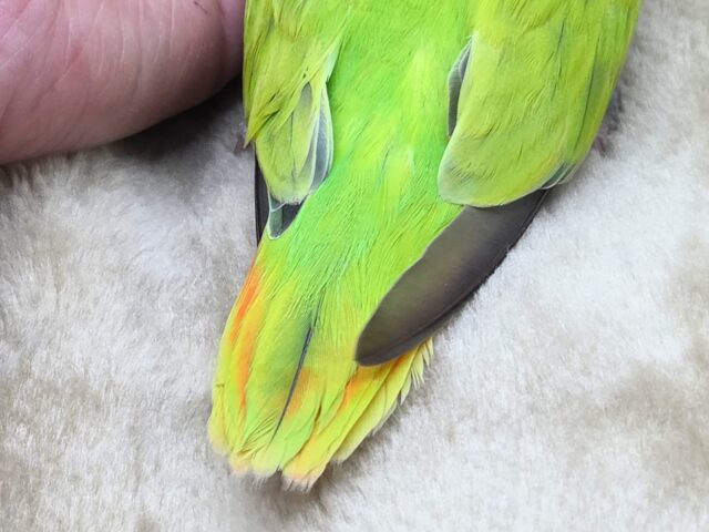 最新画像になります☆キレイなライトグリーン💚✨ コザクラインコ(オパーリンタイガー) コザクラインコ(小桜インコ)