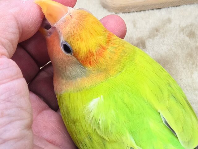 最新画像になります☆キレイなライトグリーン💚✨ コザクラインコ(オパーリンタイガー) コザクラインコ(小桜インコ)