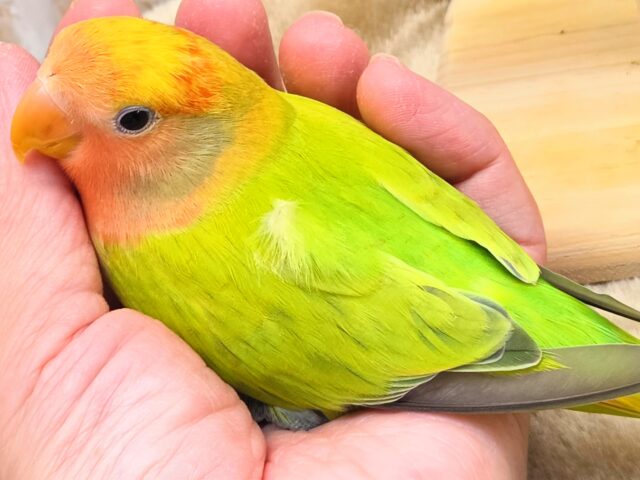 最新画像になります☆キレイなライトグリーン💚✨ コザクラインコ(オパーリンタイガー) コザクラインコ(小桜インコ)