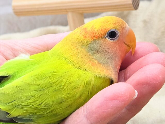 最新画像になります☆キレイなライトグリーン💚✨ コザクラインコ(オパーリンタイガー) コザクラインコ(小桜インコ)