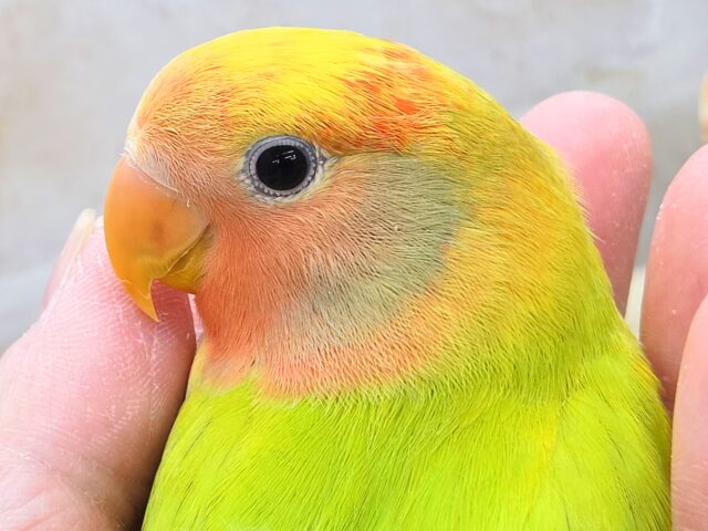 最新画像になります☆キレイなライトグリーン💚✨ コザクラインコ(オパーリンタイガー) コザクラインコ(小桜インコ)