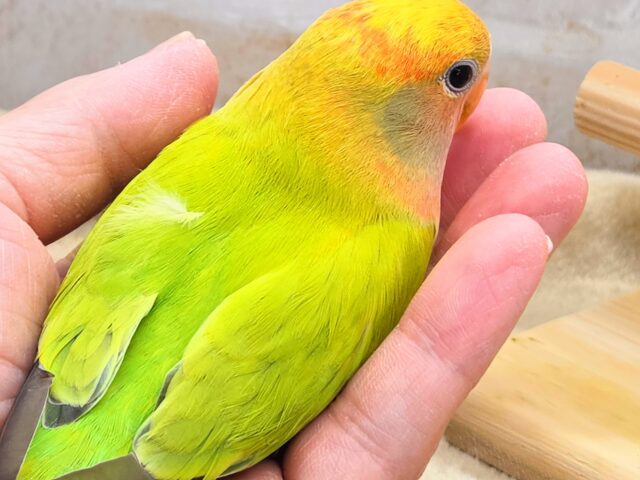 最新画像になります☆キレイなライトグリーン💚✨ コザクラインコ(オパーリンタイガー) コザクラインコ(小桜インコ)