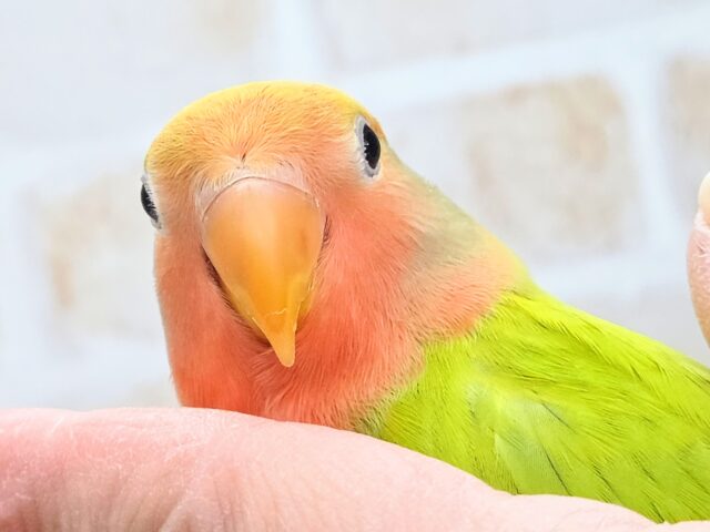 最新画像になります☆キレイなライトグリーン💚✨ コザクラインコ(オパーリンタイガー) コザクラインコ(小桜インコ)