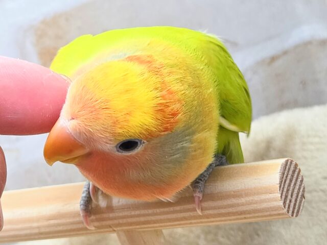 最新画像になります☆キレイなライトグリーン💚✨ コザクラインコ(オパーリンタイガー) コザクラインコ(小桜インコ)
