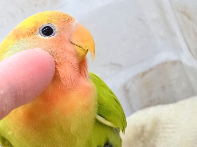 最新画像になります☆キレイなライトグリーン💚✨ コザクラインコ(オパーリンタイガー) コザクラインコ(小桜インコ)
