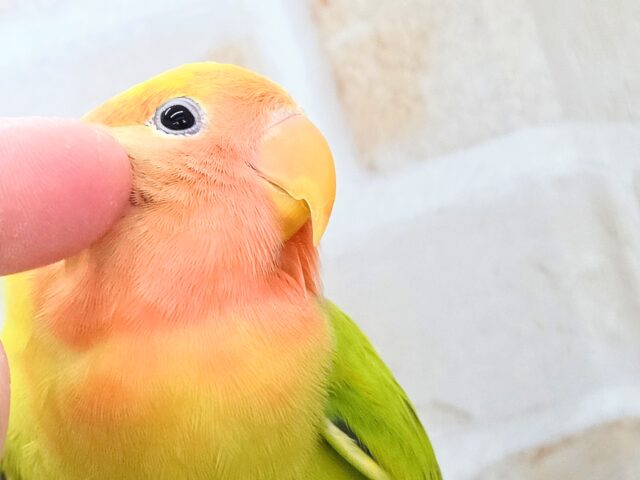 最新画像になります☆キレイなライトグリーン💚✨ コザクラインコ(オパーリンタイガー) コザクラインコ(小桜インコ)