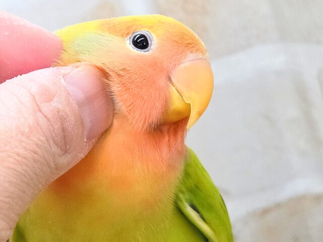 最新画像になります☆キレイなライトグリーン💚✨ コザクラインコ(オパーリンタイガー) コザクラインコ(小桜インコ)