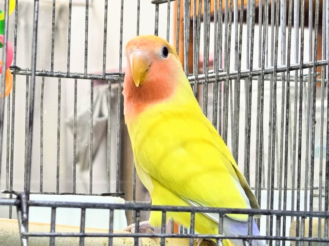 最新画像になります☆遊び仲間、募集ちゅう~😍 コザクラインコ(ゴールデンチェリー) コザクラインコ(小桜インコ)