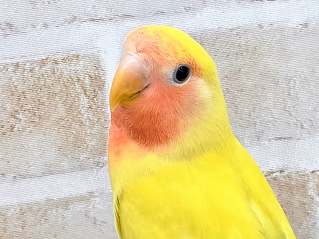 最新画像になります☆遊び仲間、募集ちゅう~😍 コザクラインコ(ゴールデンチェリー) コザクラインコ(小桜インコ)