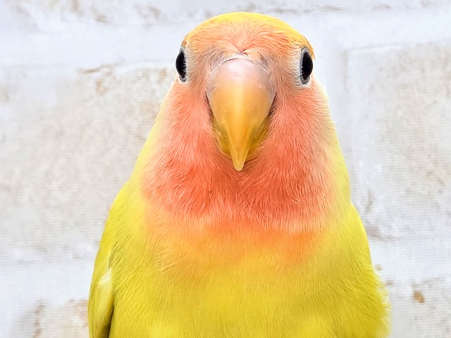 最新画像になります☆遊び仲間、募集ちゅう~😍 コザクラインコ(ゴールデンチェリー) コザクラインコ(小桜インコ)