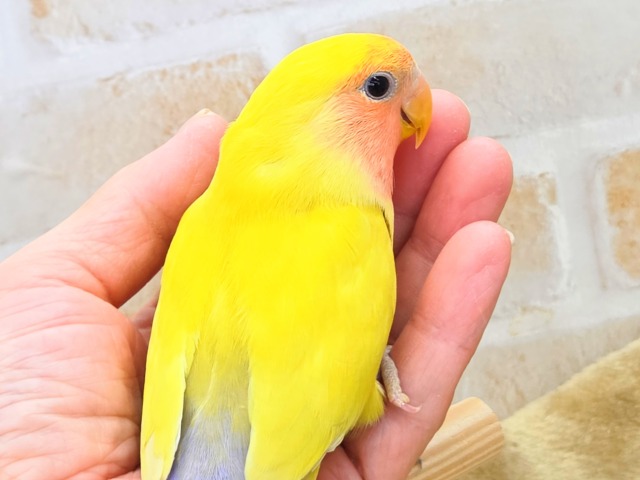 最新画像になります☆遊び仲間、募集ちゅう~😍 コザクラインコ(ゴールデンチェリー) コザクラインコ(小桜インコ)