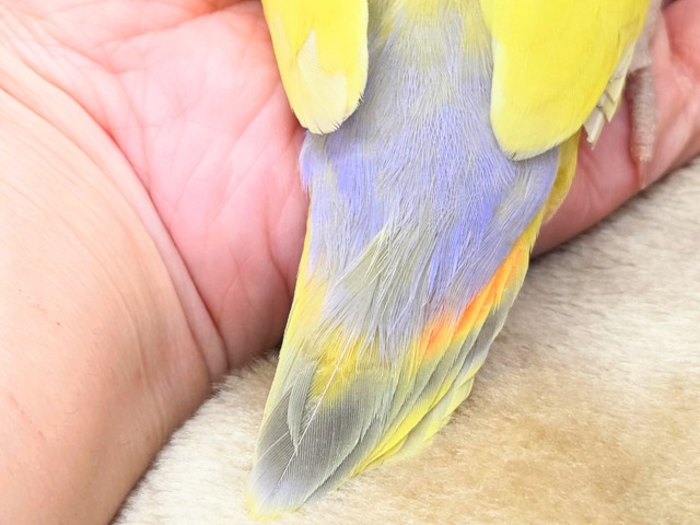 最新画像になります☆遊び仲間、募集ちゅう~😍 コザクラインコ(ゴールデンチェリー) コザクラインコ(小桜インコ)