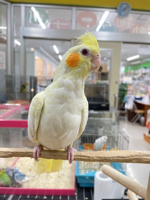 ルチノーカラーのオカメちゃん💛💛💛 オカメインコ オカメインコ