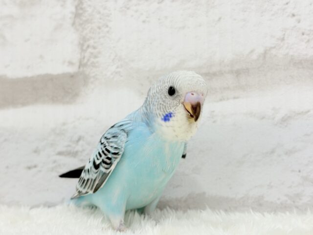 【最新画像更新🪄ひとり餌になりました☆】もりもり食べて大きくなるゾ☆セキセイインコ(オパーリン) ヒナ セキセイインコ