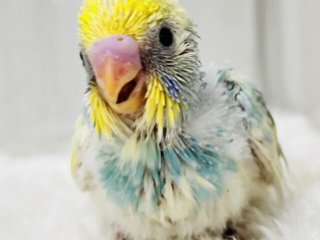 最新画像更新✨べたなれ!!ピカッと明るくなるよ🌟セキセイインコのパステルレインボーパイド〜🌈 セキセイインコ