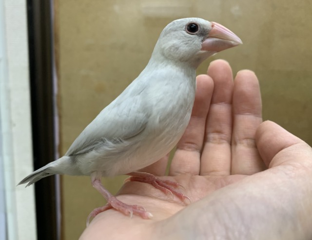 【4/23最新画像🆙】プンプンハロー♪シルバー文鳥🩶🤍 シルバー文鳥