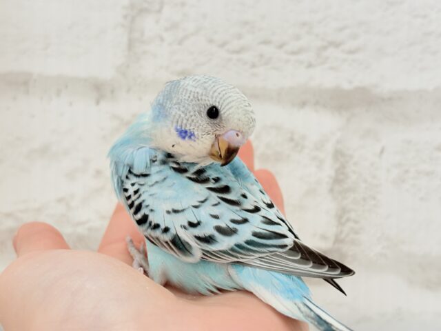 【最新画像更新🪄ひとり餌になりました☆】もりもり食べて大きくなるゾ☆セキセイインコ(オパーリン) ヒナ セキセイインコ