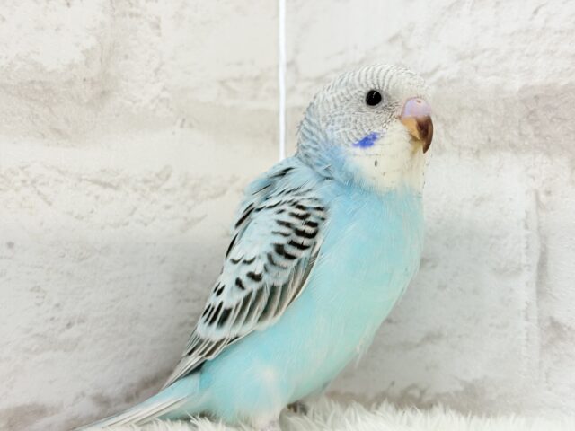 【最新画像更新🪄ひとり餌になりました☆】もりもり食べて大きくなるゾ☆セキセイインコ(オパーリン) ヒナ セキセイインコ