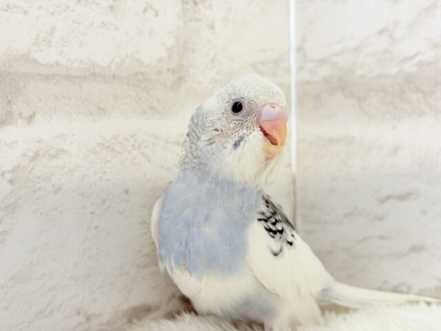 【最新画像更新🪄】個性的カラー☆上目遣いが得意な子♥セキセイインコ(パイド) ヒナ セキセイインコ