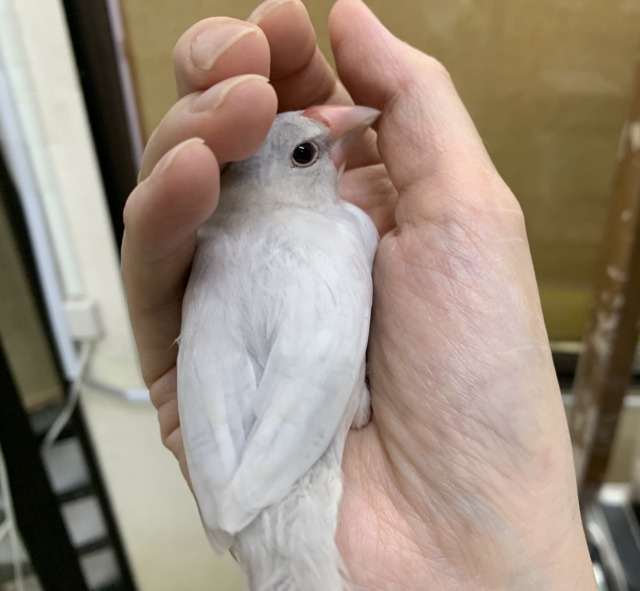 【4/23最新画像🆙】プンプンハロー♪シルバー文鳥🩶🤍 シルバー文鳥