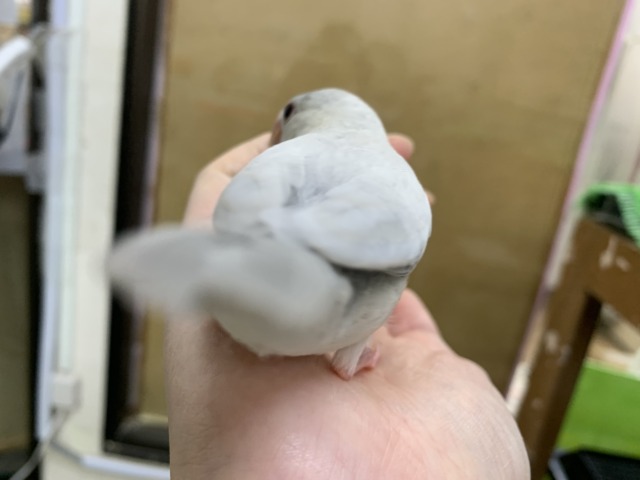 【4/23最新画像🆙】プンプンハロー♪シルバー文鳥🩶🤍 シルバー文鳥