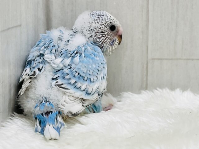 爽やかスカイブルー🩵セキセイインコのブルースパングル🌟 セキセイインコ