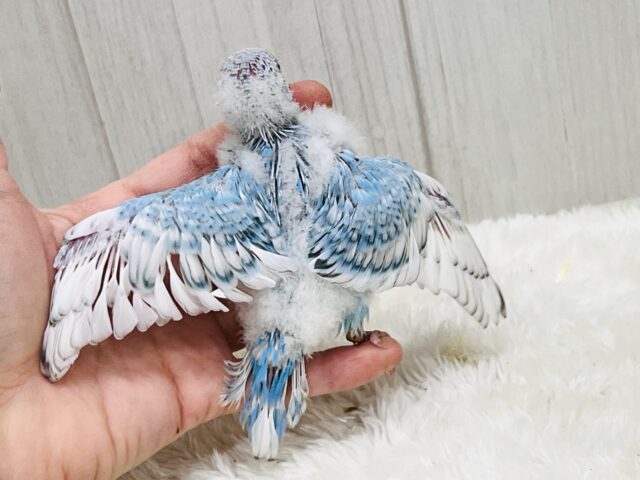 爽やかスカイブルー🩵セキセイインコのブルースパングル🌟 セキセイインコ