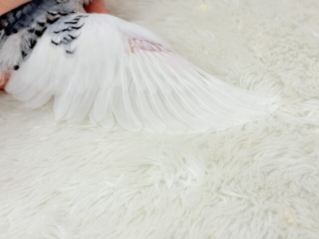 【最新画像更新🪄】個性的カラー☆上目遣いが得意な子♥セキセイインコ(パイド) ヒナ セキセイインコ
