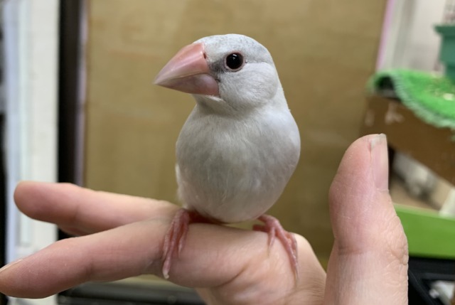 【4/23最新画像🆙】プンプンハロー♪シルバー文鳥🩶🤍 シルバー文鳥
