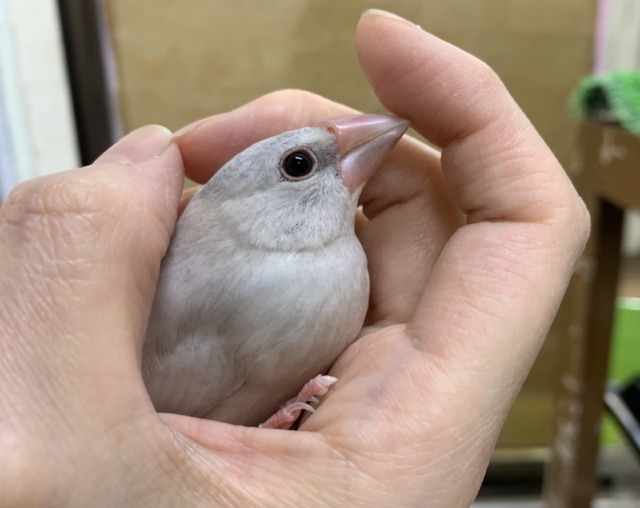 【4/23最新画像🆙】プンプンハロー♪シルバー文鳥🩶🤍 シルバー文鳥